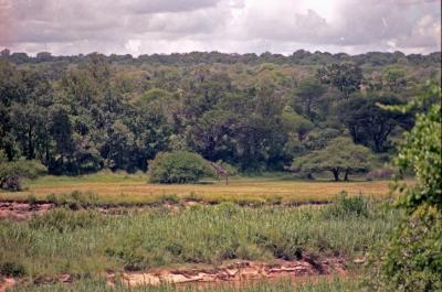 Distant Giraffe in the Bush Veld (Can you find him?)
