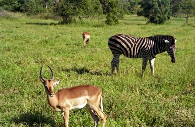 Oh Deer, a Zebra!
