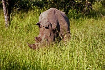 Rhino Eating...