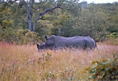 A Short Distance Away, the Rhinos Graze,...