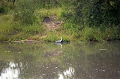 From the Play of Leopard and Hyena, the Power of the Rhino, to the Serenity of a Water Bird...