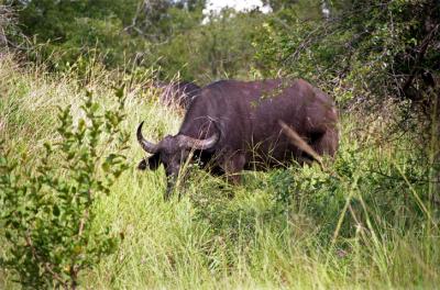 ..And the Comedy of the Cape Buffalo.
