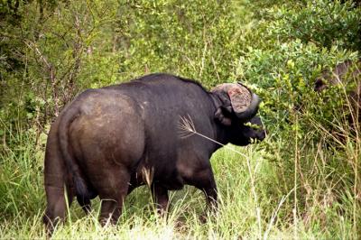 The Cape Buffalo is Truly an Amazing Creature;...