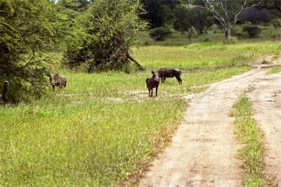 ...Stumbles Upon a Gathering of Warthogs -- This Could Be Dangerous, ...