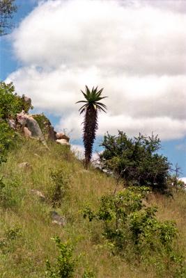 A Bush Veld Palm