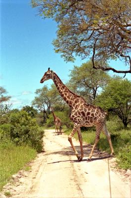 Imagine Walking This Close to a Giraffe in the Wild
