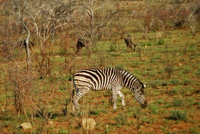 Zebra & Wildebeast Peacefully Coexist