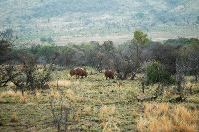 Rhinos in the Bushveldt