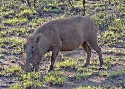 Beautiful Warthog (At Least to His Mother)