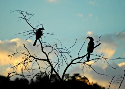 Hornbills at Dawn