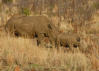 The Family Rhino