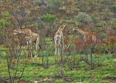 Three Giraffes, ...