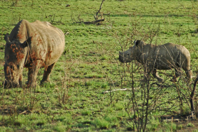 Rhino Mom and Baby