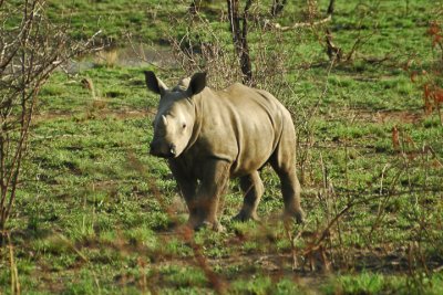 Junior Rhino
