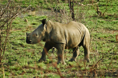 Junior Rhino