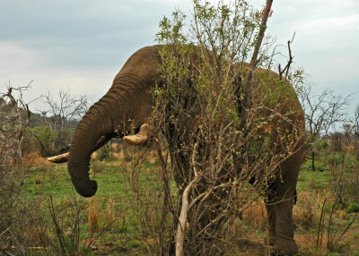 Elephant Trying To Hide