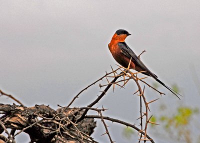 Red Breasted Swallow