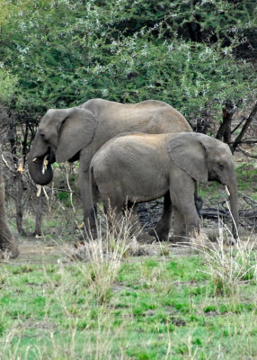 Elephants