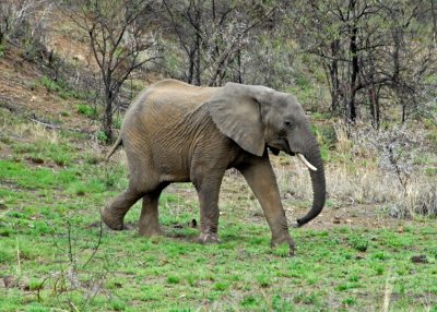 Elephant