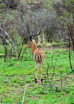 Impala