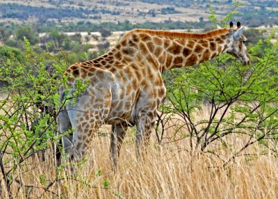Giraffe