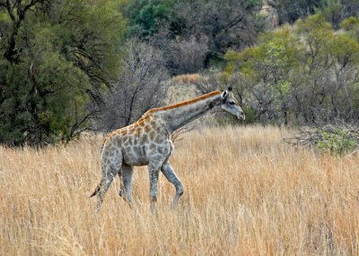 Junior Giraffe