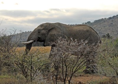 Elephant.