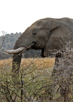 Elephant