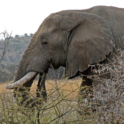 Elephant
