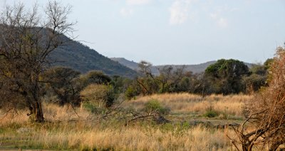 Bush Veldt