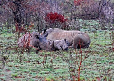 Sleeping Rhino Family