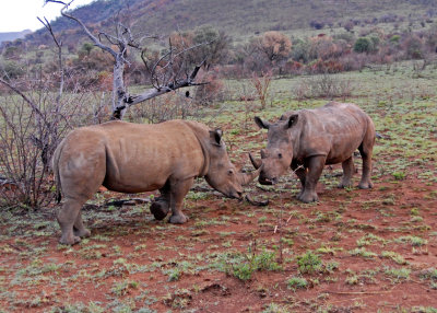 Serious Rhino Challenge