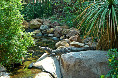 The Official Greeting Croc.
