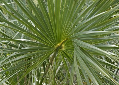 ...fronds are everywhere...