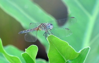 dragonfly.jpg