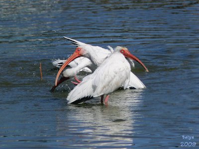 White Ibis  Eudocimus albus