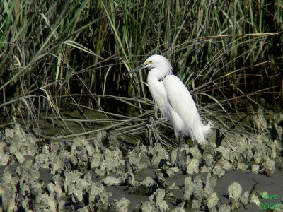 Snowy Egret ,Egretta thula