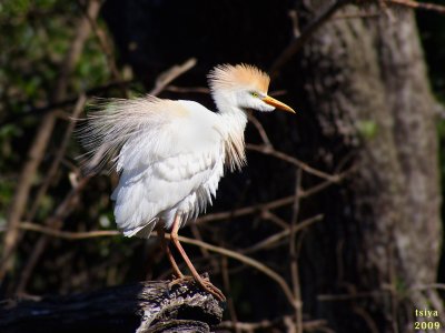 Cattle Egret, Bubulcus ibis