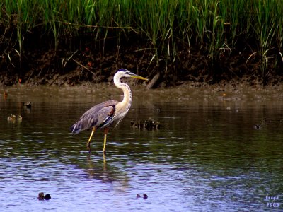 Great Blue Heron,  Ardea herodias