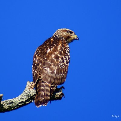 Red-shouldered Hawk, Buteo lineatus