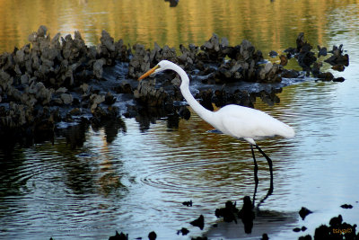 Great Egret , Ardea alba