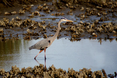 Great Blue Heron , Ardea herodias