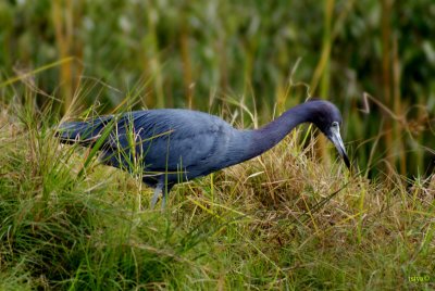 Little Blue Heron, Egretta caerulea