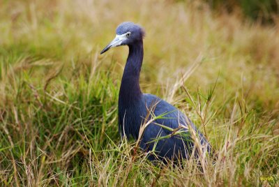 Little Blue Heron, Egretta caerulea