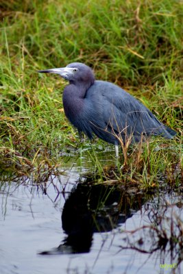 Little Blue Heron, Egretta caerulea