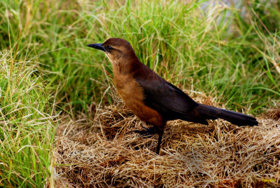 Boat-tailed Grackle, Quiscalus major, female