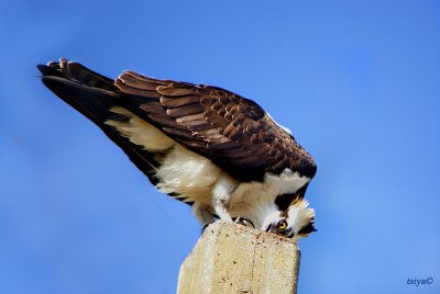 Osprey, Pandion haliaetus