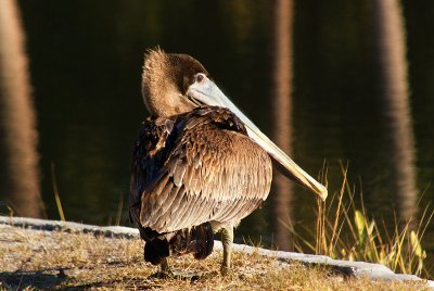Brown pelican, Pelecanus occidentalis, juvenile