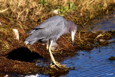 Little Blue Heron,  Egretta caerulea