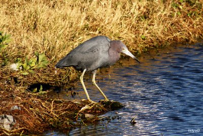 Little Blue Heron,  Egretta caerulea